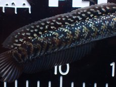 画像3: 【淡水魚】【通販】激レアNo1 吉丁雷龍(Jewel)【個体販売】(±14cm)(大型魚・スネークヘッド)(生体)(熱帯魚)NKO (3)