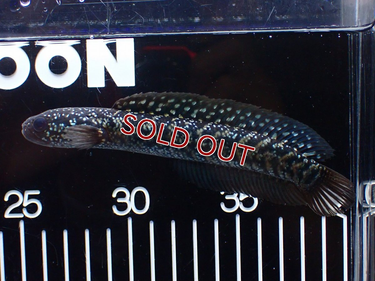 画像4: 【淡水魚】【通販】激レアNo1 吉丁雷龍(Jewel)【個体販売】(±14cm)(大型魚・スネークヘッド)(生体)(熱帯魚)NKO (4)