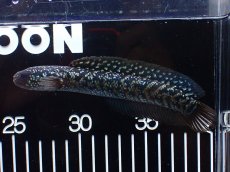 画像4: 【淡水魚】【通販】激レアNo1 吉丁雷龍(Jewel)【個体販売】(±14cm)(大型魚・スネークヘッド)(生体)(熱帯魚)NKO (4)