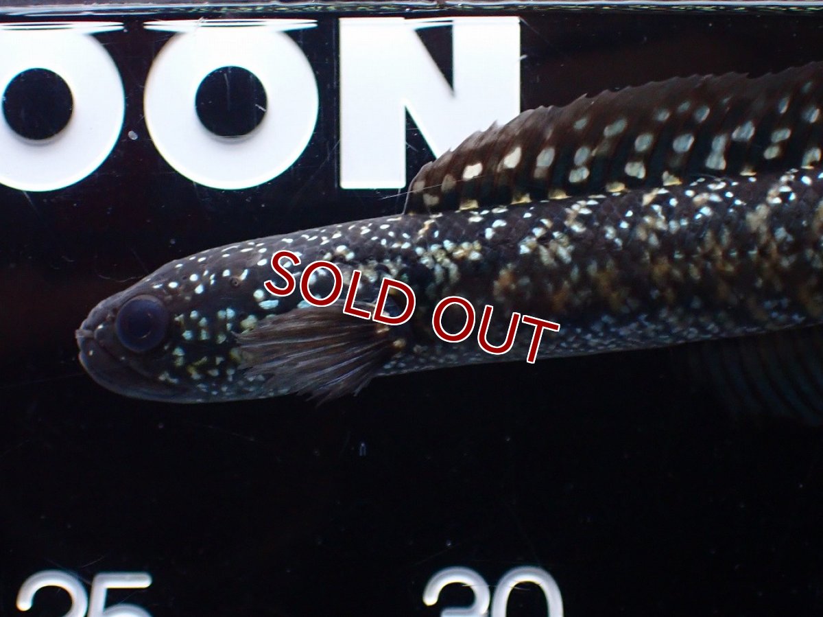 画像5: 【淡水魚】【通販】激レアNo1 吉丁雷龍(Jewel)【個体販売】(±14cm)(大型魚・スネークヘッド)(生体)(熱帯魚)NKO (5)