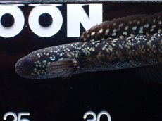 画像5: 【淡水魚】【通販】激レアNo1 吉丁雷龍(Jewel)【個体販売】(±14cm)(大型魚・スネークヘッド)(生体)(熱帯魚)NKO (5)