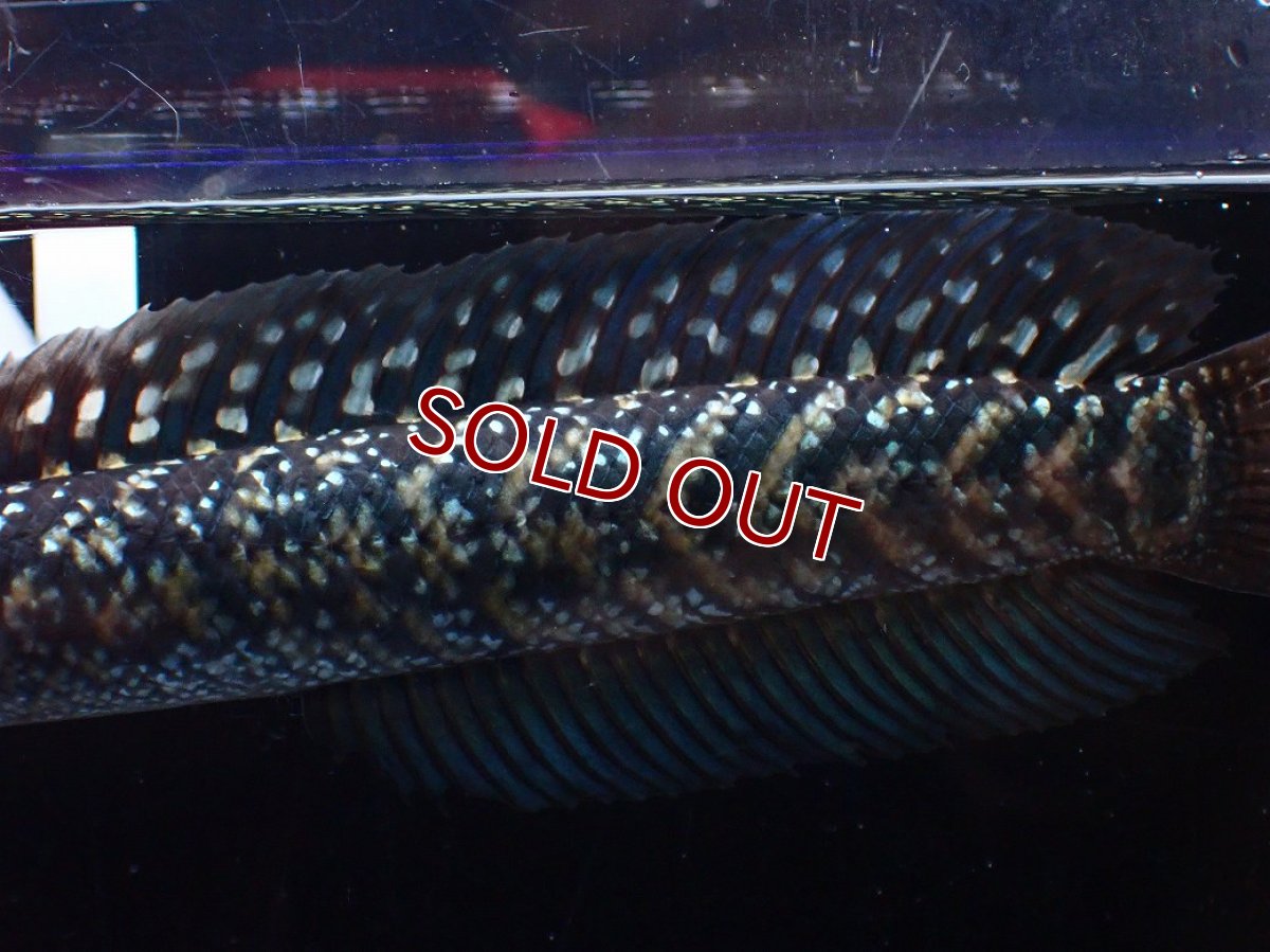 画像6: 【淡水魚】【通販】激レアNo1 吉丁雷龍(Jewel)【個体販売】(±14cm)(大型魚・スネークヘッド)(生体)(熱帯魚)NKO (6)