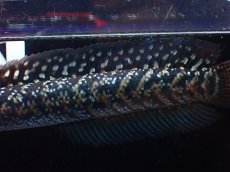 画像6: 【淡水魚】【通販】激レアNo1 吉丁雷龍(Jewel)【個体販売】(±14cm)(大型魚・スネークヘッド)(生体)(熱帯魚)NKO (6)