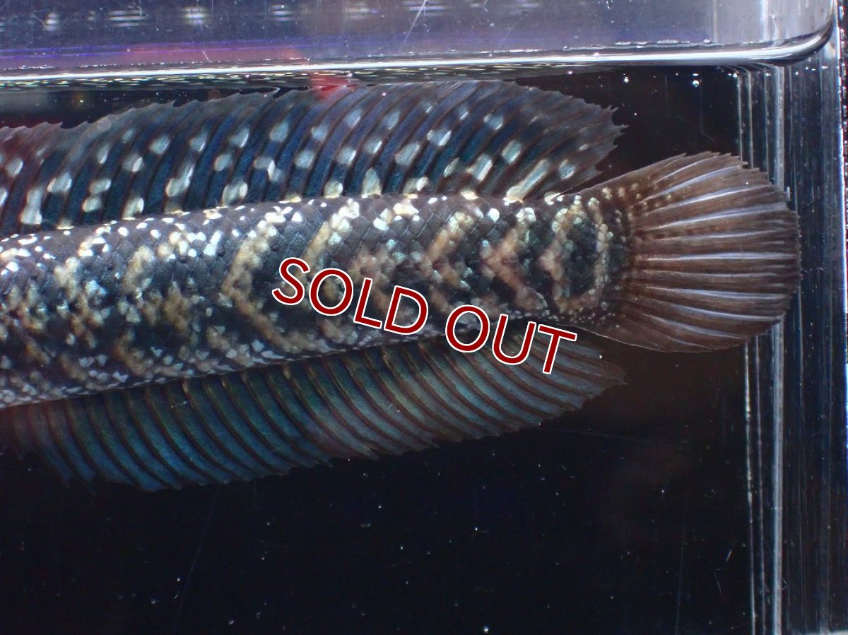 画像7: 【淡水魚】【通販】激レアNo1 吉丁雷龍(Jewel)【個体販売】(±14cm)(大型魚・スネークヘッド)(生体)(熱帯魚)NKO (7)