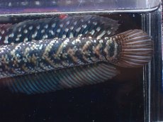 画像7: 【淡水魚】【通販】激レアNo1 吉丁雷龍(Jewel)【個体販売】(±14cm)(大型魚・スネークヘッド)(生体)(熱帯魚)NKO (7)