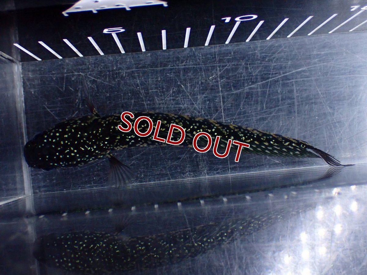 画像8: 【淡水魚】【通販】激レアNo1 吉丁雷龍(Jewel)【個体販売】(±14cm)(大型魚・スネークヘッド)(生体)(熱帯魚)NKO (8)