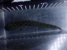 画像8: 【淡水魚】【通販】激レアNo1 吉丁雷龍(Jewel)【個体販売】(±14cm)(大型魚・スネークヘッド)(生体)(熱帯魚)NKO (8)
