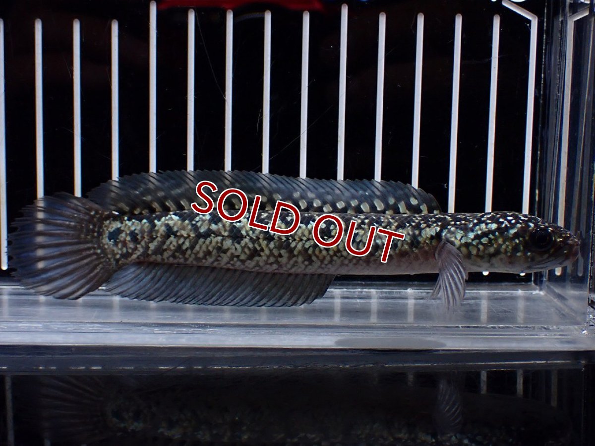 画像1: 【淡水魚】【通販】激レア No1 金天目(Gold tenmoku)【個体販売】(±13cm)(大型魚・スネークヘッド)(生体)(熱帯魚)NKO (1)