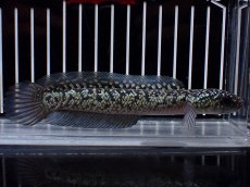 画像1: 【淡水魚】【通販】激レア No1 金天目(Gold tenmoku)【個体販売】(±13cm)(大型魚・スネークヘッド)(生体)(熱帯魚)NKO (1)