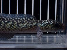 画像2: 【淡水魚】【通販】激レア No1 金天目(Gold tenmoku)【個体販売】(±13cm)(大型魚・スネークヘッド)(生体)(熱帯魚)NKO (2)