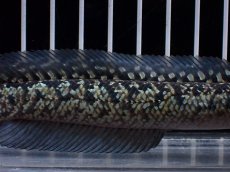 画像3: 【淡水魚】【通販】激レア No1 金天目(Gold tenmoku)【個体販売】(±13cm)(大型魚・スネークヘッド)(生体)(熱帯魚)NKO (3)