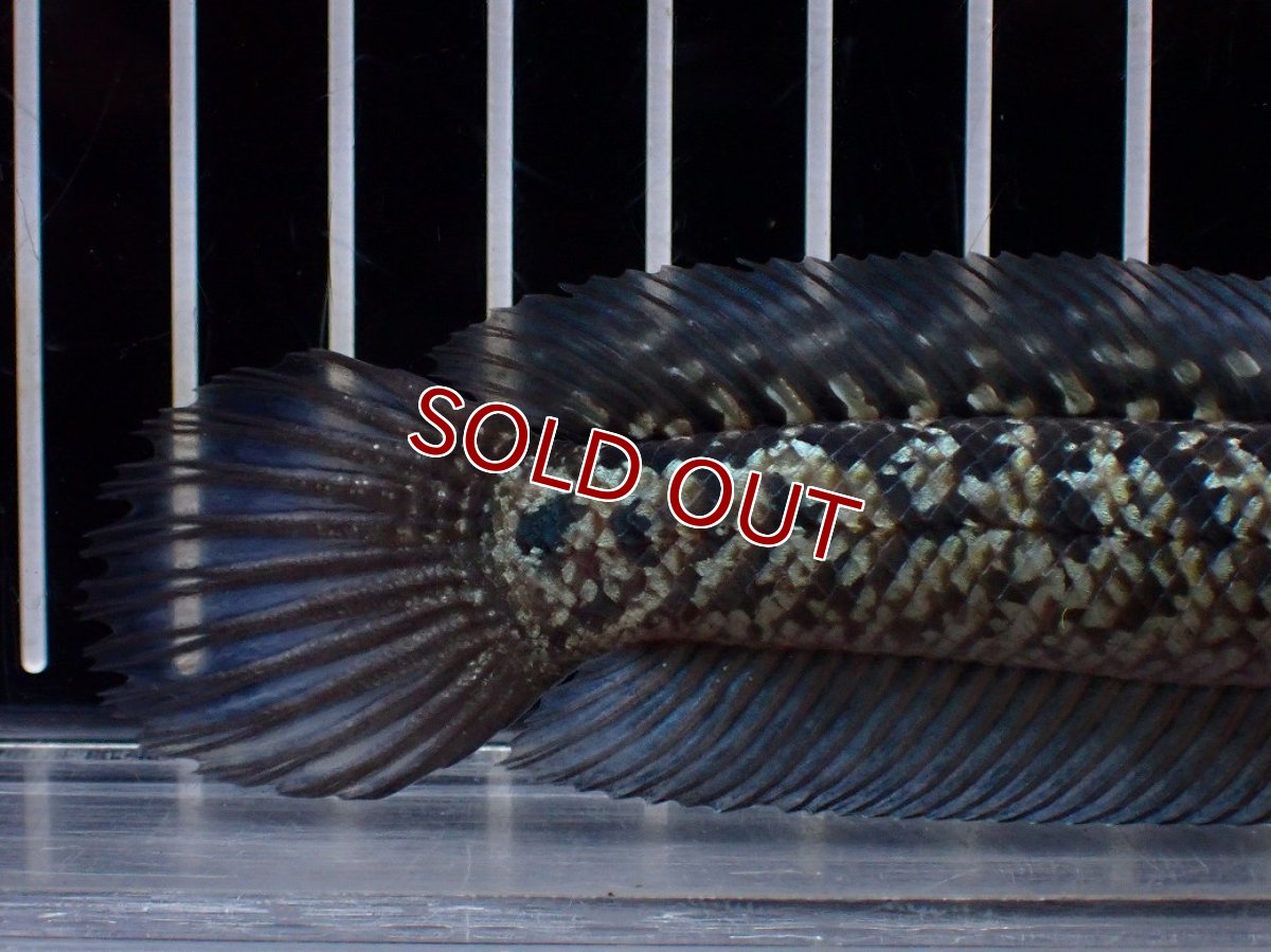 画像4: 【淡水魚】【通販】激レア No1 金天目(Gold tenmoku)【個体販売】(±13cm)(大型魚・スネークヘッド)(生体)(熱帯魚)NKO (4)