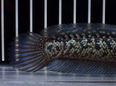 画像4: 【淡水魚】【通販】激レア No1 金天目(Gold tenmoku)【個体販売】(±13cm)(大型魚・スネークヘッド)(生体)(熱帯魚)NKO (4)