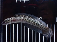 画像5: 【淡水魚】【通販】激レア No1 金天目(Gold tenmoku)【個体販売】(±13cm)(大型魚・スネークヘッド)(生体)(熱帯魚)NKO (5)