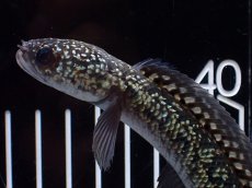 画像6: 【淡水魚】【通販】激レア No1 金天目(Gold tenmoku)【個体販売】(±13cm)(大型魚・スネークヘッド)(生体)(熱帯魚)NKO (6)