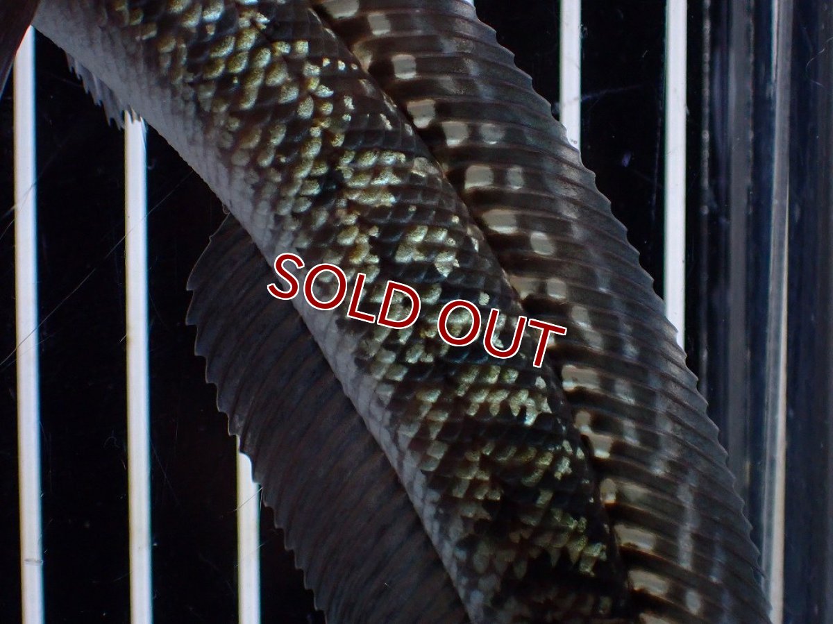 画像7: 【淡水魚】【通販】激レア No1 金天目(Gold tenmoku)【個体販売】(±13cm)(大型魚・スネークヘッド)(生体)(熱帯魚)NKO (7)