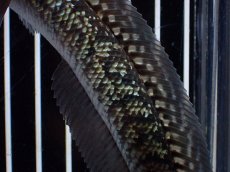 画像7: 【淡水魚】【通販】激レア No1 金天目(Gold tenmoku)【個体販売】(±13cm)(大型魚・スネークヘッド)(生体)(熱帯魚)NKO (7)