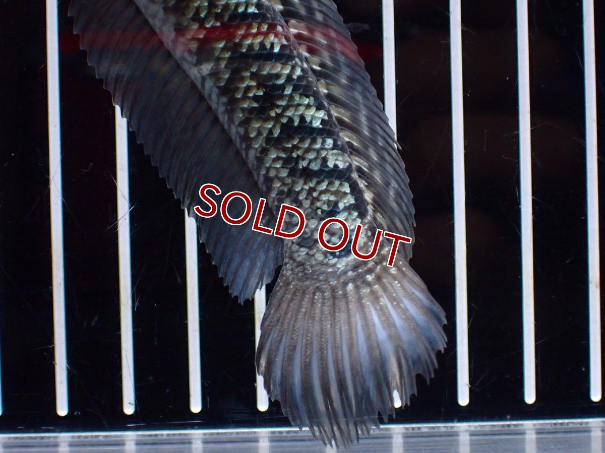 画像8: 【淡水魚】【通販】激レア No1 金天目(Gold tenmoku)【個体販売】(±13cm)(大型魚・スネークヘッド)(生体)(熱帯魚)NKO (8)