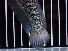 画像8: 【淡水魚】【通販】激レア No1 金天目(Gold tenmoku)【個体販売】(±13cm)(大型魚・スネークヘッド)(生体)(熱帯魚)NKO (8)