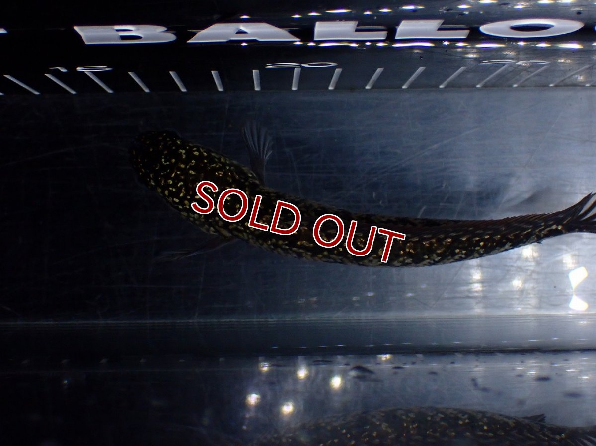 画像9: 【淡水魚】【通販】激レア No1 金天目(Gold tenmoku)【個体販売】(±13cm)(大型魚・スネークヘッド)(生体)(熱帯魚)NKO (9)