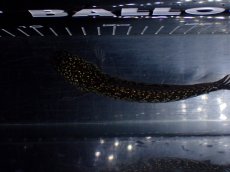 画像9: 【淡水魚】【通販】激レア No1 金天目(Gold tenmoku)【個体販売】(±13cm)(大型魚・スネークヘッド)(生体)(熱帯魚)NKO (9)