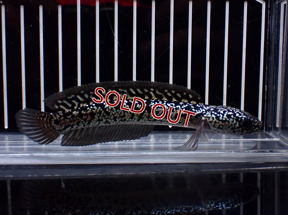 画像1: 【淡水魚】【通販】激レア No2 金天目(Gold tenmoku)【個体販売】(±12cm)(大型魚・スネークヘッド)(生体)(熱帯魚)NKO (1)