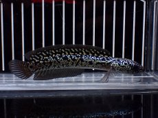 画像1: 【淡水魚】【通販】激レア No2 金天目(Gold tenmoku)【個体販売】(±12cm)(大型魚・スネークヘッド)(生体)(熱帯魚)NKO (1)