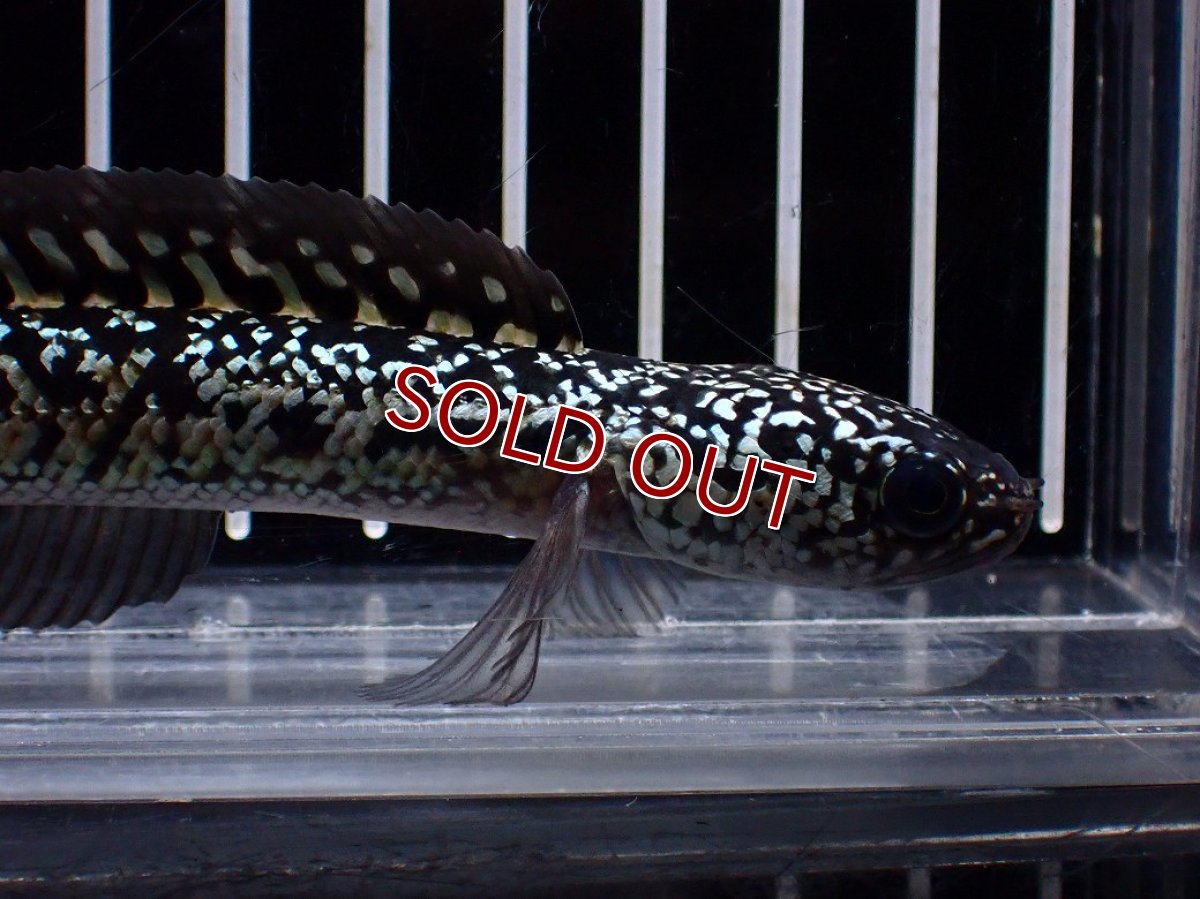 画像2: 【淡水魚】【通販】激レア No2 金天目(Gold tenmoku)【個体販売】(±12cm)(大型魚・スネークヘッド)(生体)(熱帯魚)NKO (2)