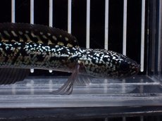 画像2: 【淡水魚】【通販】激レア No2 金天目(Gold tenmoku)【個体販売】(±12cm)(大型魚・スネークヘッド)(生体)(熱帯魚)NKO (2)