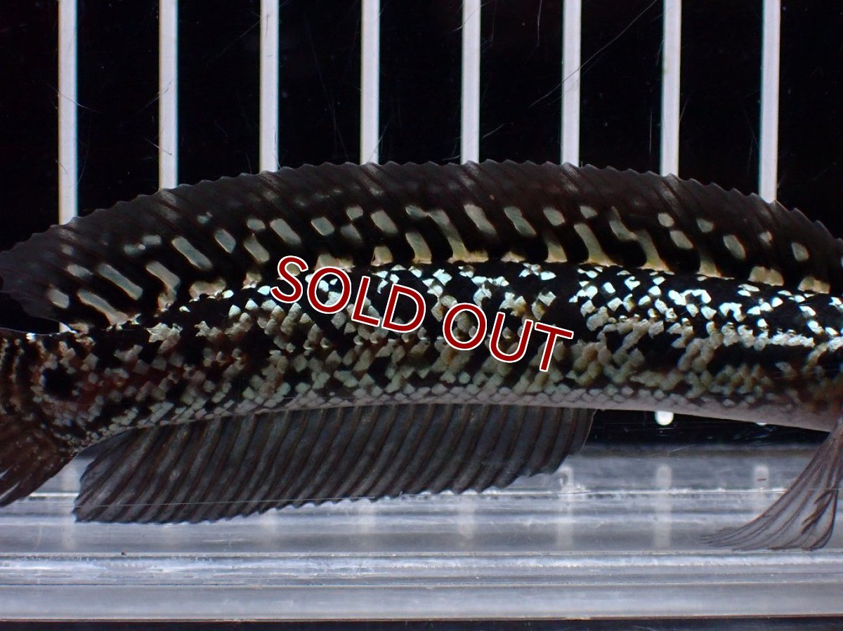 画像3: 【淡水魚】【通販】激レア No2 金天目(Gold tenmoku)【個体販売】(±12cm)(大型魚・スネークヘッド)(生体)(熱帯魚)NKO (3)