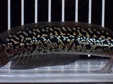 画像3: 【淡水魚】【通販】激レア No2 金天目(Gold tenmoku)【個体販売】(±12cm)(大型魚・スネークヘッド)(生体)(熱帯魚)NKO (3)