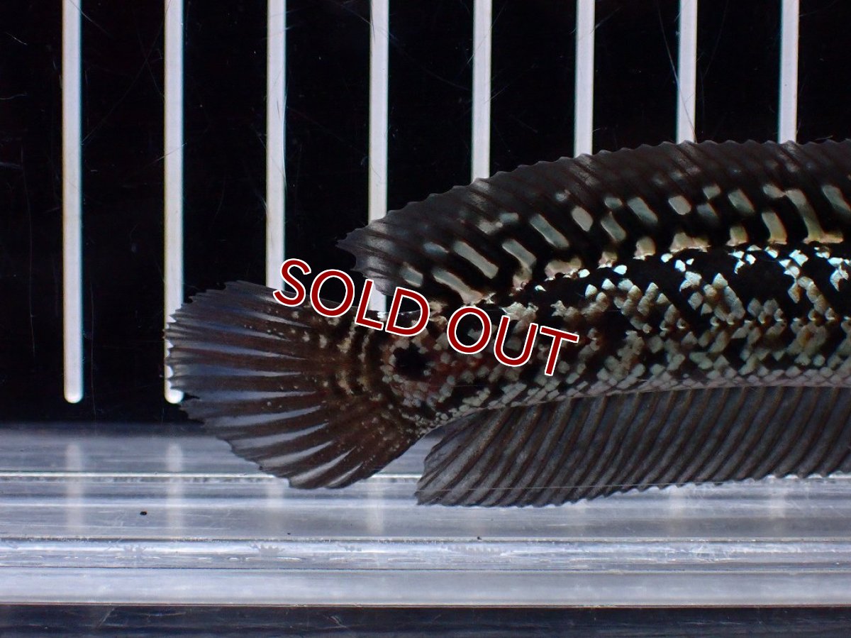 画像4: 【淡水魚】【通販】激レア No2 金天目(Gold tenmoku)【個体販売】(±12cm)(大型魚・スネークヘッド)(生体)(熱帯魚)NKO (4)