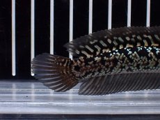 画像4: 【淡水魚】【通販】激レア No2 金天目(Gold tenmoku)【個体販売】(±12cm)(大型魚・スネークヘッド)(生体)(熱帯魚)NKO (4)