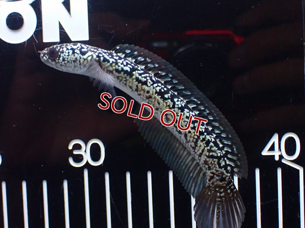 画像5: 【淡水魚】【通販】激レア No2 金天目(Gold tenmoku)【個体販売】(±12cm)(大型魚・スネークヘッド)(生体)(熱帯魚)NKO (5)