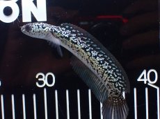 画像5: 【淡水魚】【通販】激レア No2 金天目(Gold tenmoku)【個体販売】(±12cm)(大型魚・スネークヘッド)(生体)(熱帯魚)NKO (5)