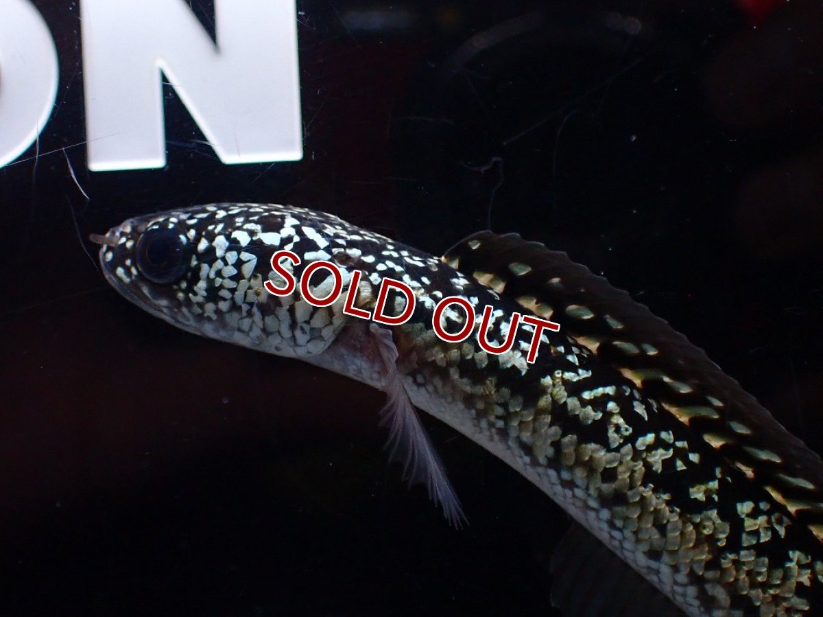 画像6: 【淡水魚】【通販】激レア No2 金天目(Gold tenmoku)【個体販売】(±12cm)(大型魚・スネークヘッド)(生体)(熱帯魚)NKO (6)