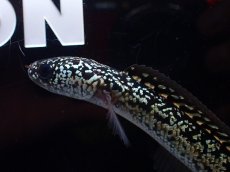 画像6: 【淡水魚】【通販】激レア No2 金天目(Gold tenmoku)【個体販売】(±12cm)(大型魚・スネークヘッド)(生体)(熱帯魚)NKO (6)