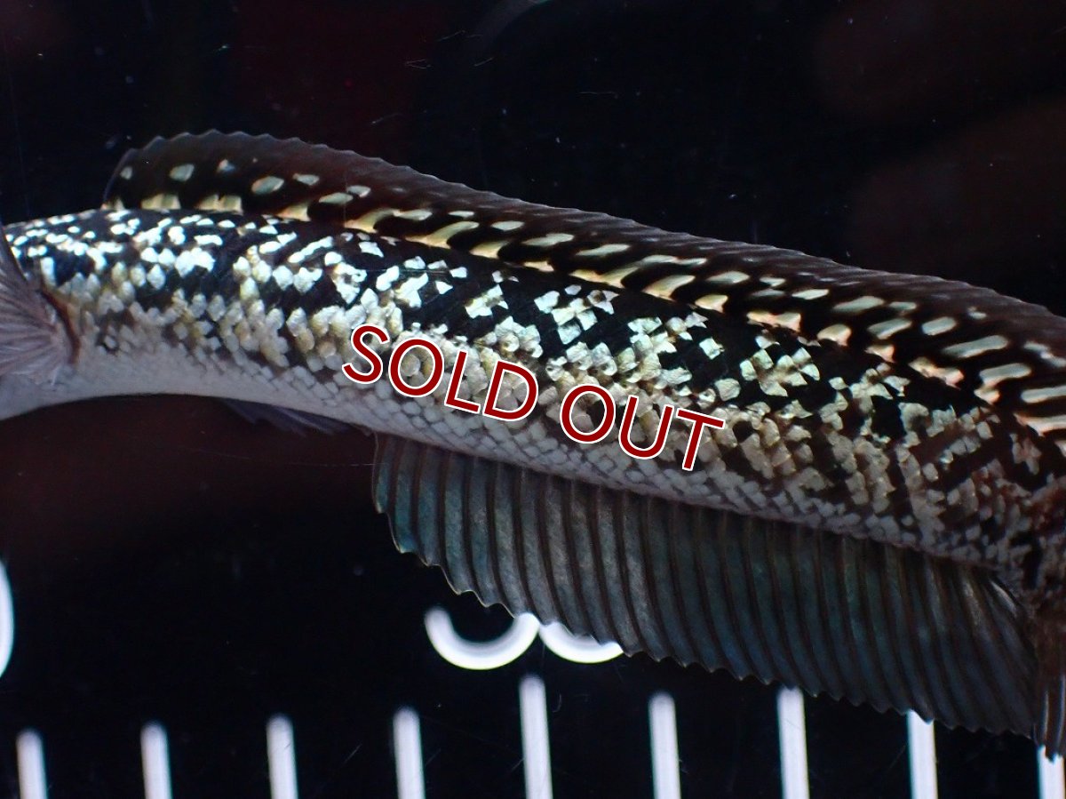 画像7: 【淡水魚】【通販】激レア No2 金天目(Gold tenmoku)【個体販売】(±12cm)(大型魚・スネークヘッド)(生体)(熱帯魚)NKO (7)