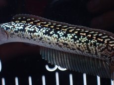 画像7: 【淡水魚】【通販】激レア No2 金天目(Gold tenmoku)【個体販売】(±12cm)(大型魚・スネークヘッド)(生体)(熱帯魚)NKO (7)
