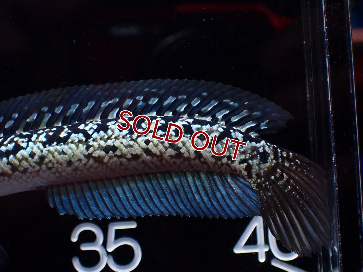 画像8: 【淡水魚】【通販】激レア No2 金天目(Gold tenmoku)【個体販売】(±12cm)(大型魚・スネークヘッド)(生体)(熱帯魚)NKO (8)