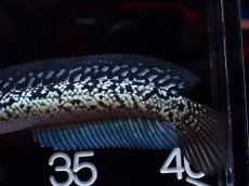 画像8: 【淡水魚】【通販】激レア No2 金天目(Gold tenmoku)【個体販売】(±12cm)(大型魚・スネークヘッド)(生体)(熱帯魚)NKO (8)