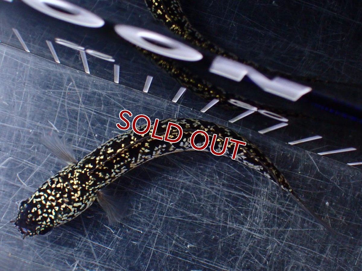画像9: 【淡水魚】【通販】激レア No2 金天目(Gold tenmoku)【個体販売】(±12cm)(大型魚・スネークヘッド)(生体)(熱帯魚)NKO (9)