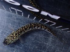 画像9: 【淡水魚】【通販】激レア No2 金天目(Gold tenmoku)【個体販売】(±12cm)(大型魚・スネークヘッド)(生体)(熱帯魚)NKO (9)