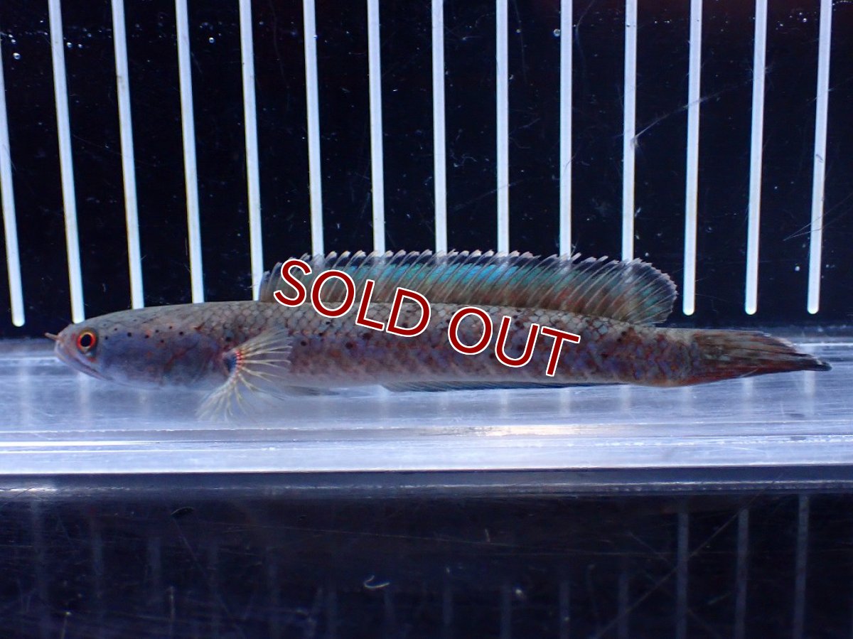 画像1: 【淡水魚】【通販】No1 ブルームーンギャラクシースネークヘッド レッドタイプ ビップリ【個体販売】(±11cm)(生体)(熱帯魚)NKO (1)