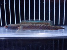 画像1: 【淡水魚】【通販】No1 ブルームーンギャラクシースネークヘッド レッドタイプ ビップリ【個体販売】(±11cm)(生体)(熱帯魚)NKO (1)