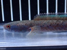 画像2: 【淡水魚】【通販】No1 ブルームーンギャラクシースネークヘッド レッドタイプ ビップリ【個体販売】(±11cm)(生体)(熱帯魚)NKO (2)