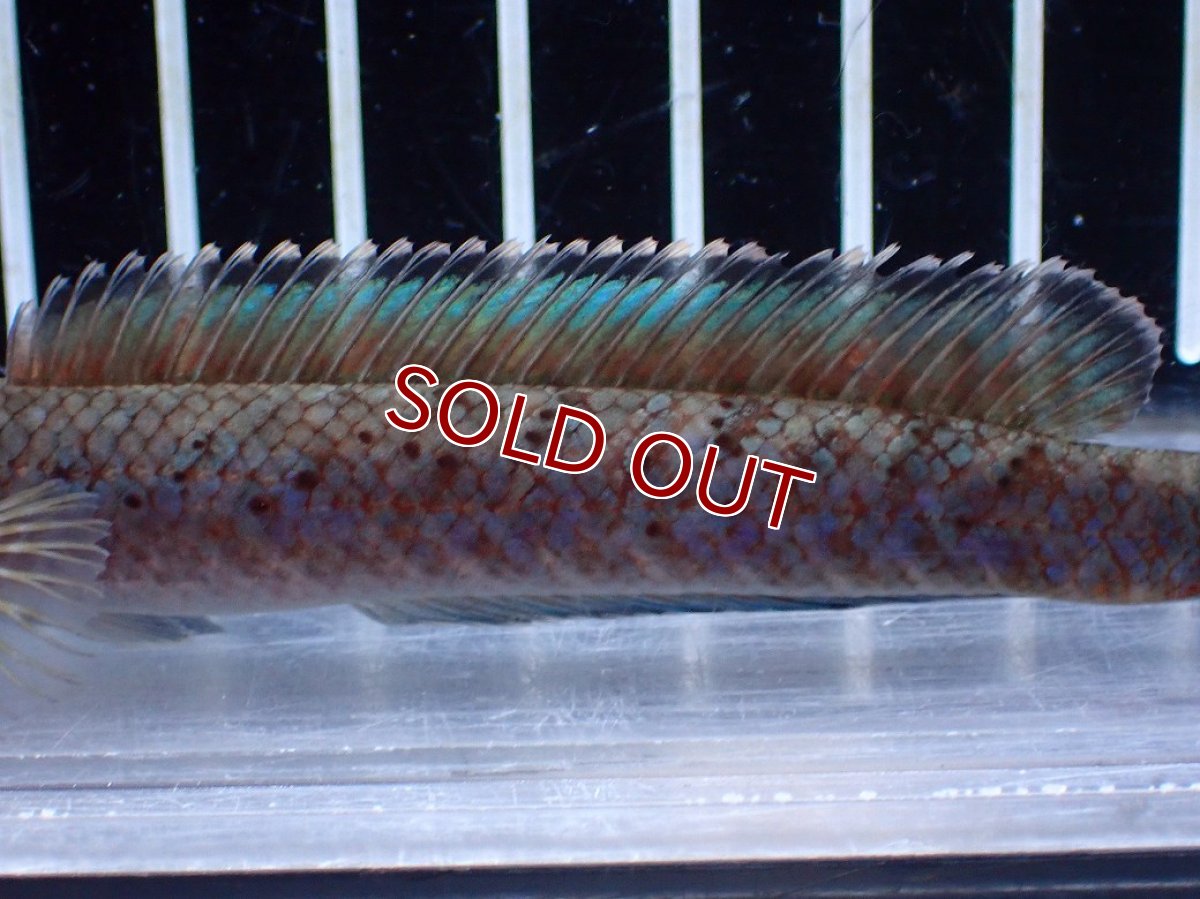 画像3: 【淡水魚】【通販】No1 ブルームーンギャラクシースネークヘッド レッドタイプ ビップリ【個体販売】(±11cm)(生体)(熱帯魚)NKO (3)