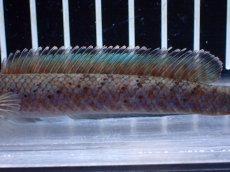 画像3: 【淡水魚】【通販】No1 ブルームーンギャラクシースネークヘッド レッドタイプ ビップリ【個体販売】(±11cm)(生体)(熱帯魚)NKO (3)