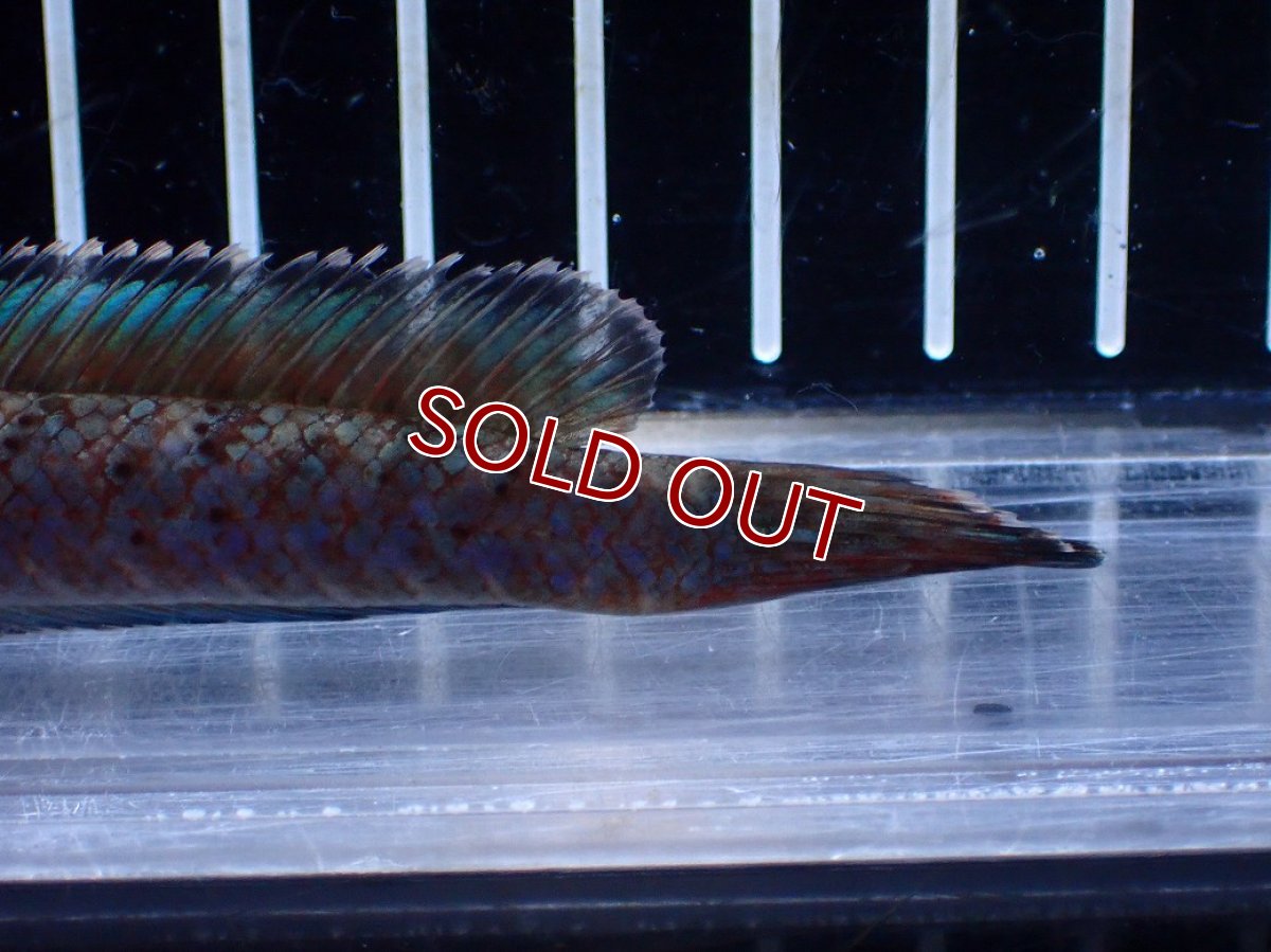 画像4: 【淡水魚】【通販】No1 ブルームーンギャラクシースネークヘッド レッドタイプ ビップリ【個体販売】(±11cm)(生体)(熱帯魚)NKO (4)