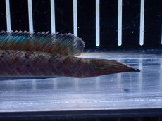 画像4: 【淡水魚】【通販】No1 ブルームーンギャラクシースネークヘッド レッドタイプ ビップリ【個体販売】(±11cm)(生体)(熱帯魚)NKO (4)